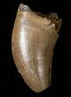 Tyrannosaur Tooth - Two Medicine Formation #14753-1